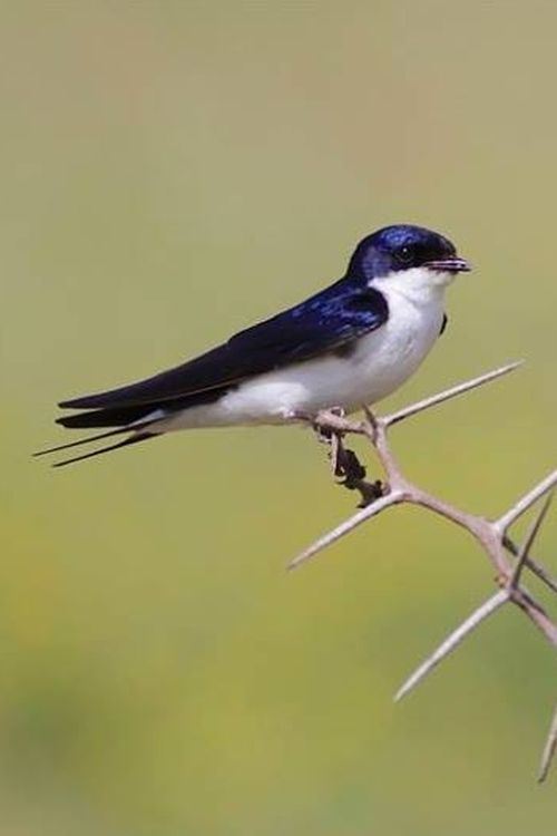 4 day Ethiopia bird watching tour savanna and lake birds